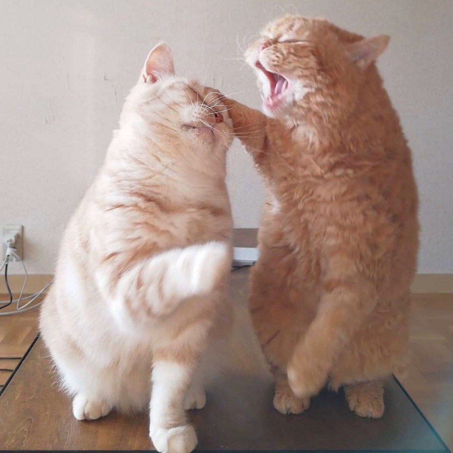 Котики животики