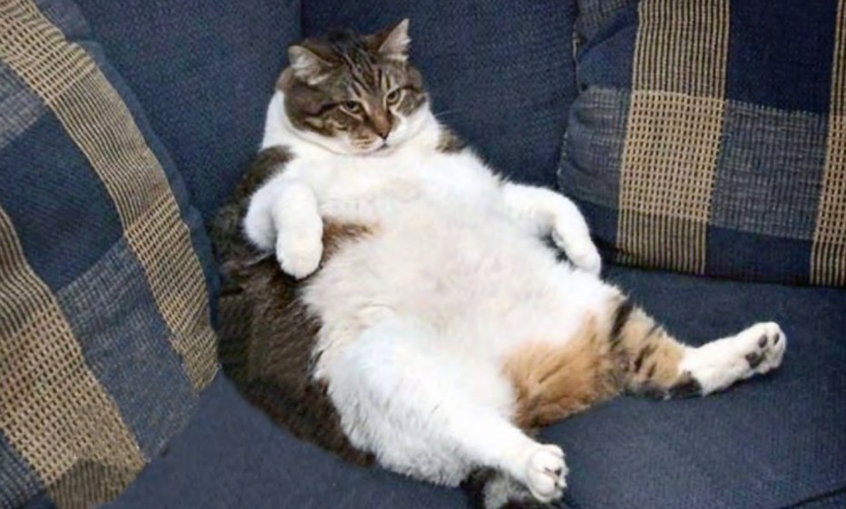 Обожравшийся кот