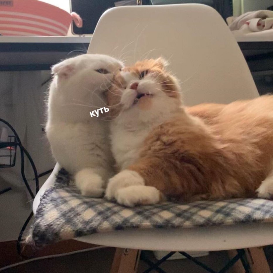 Котики животики