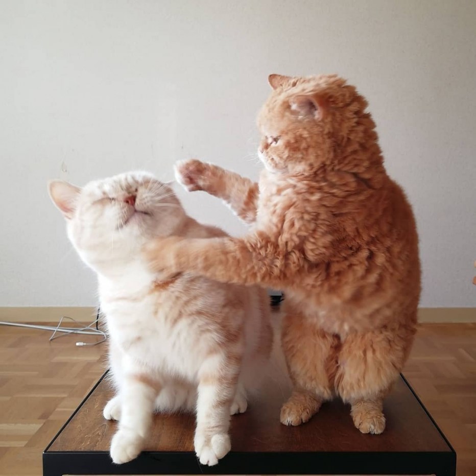 Котики животики