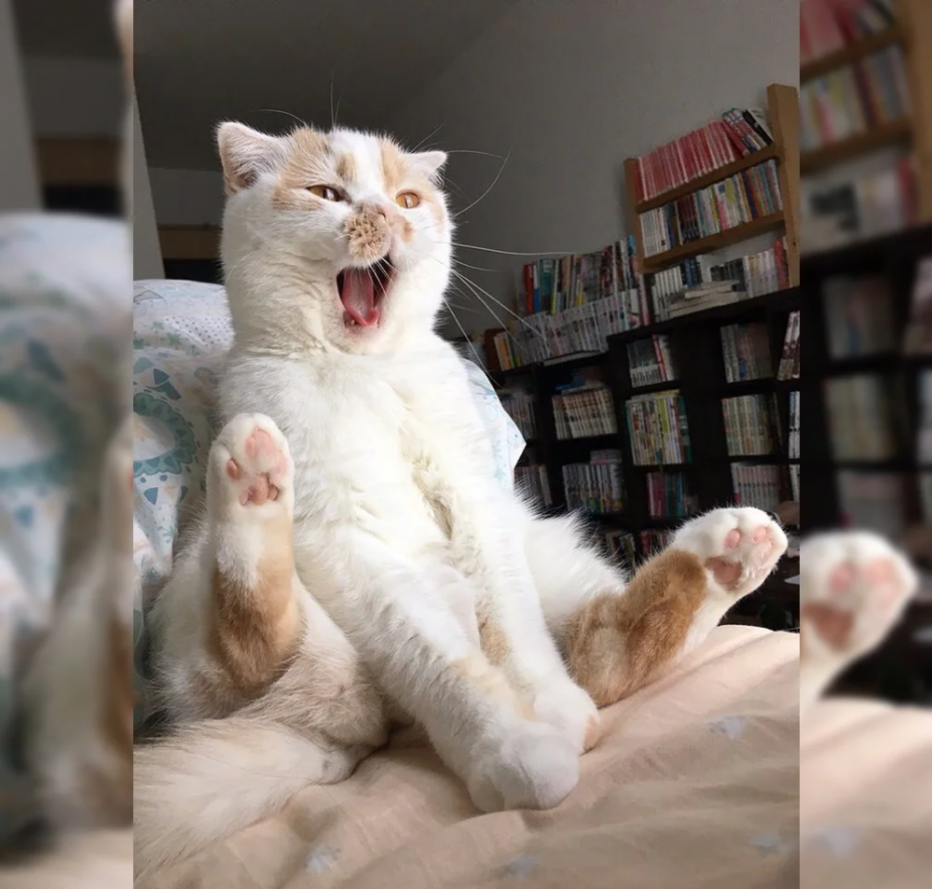 Смешные котики
