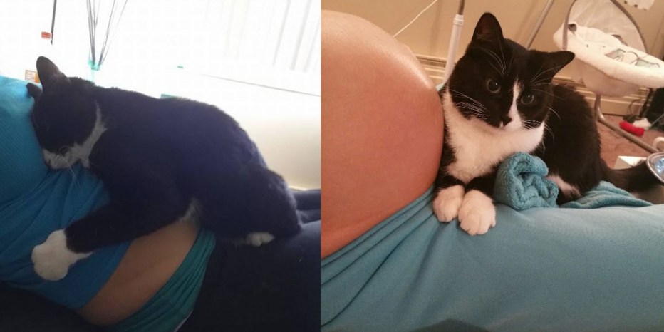 Беременная с котом