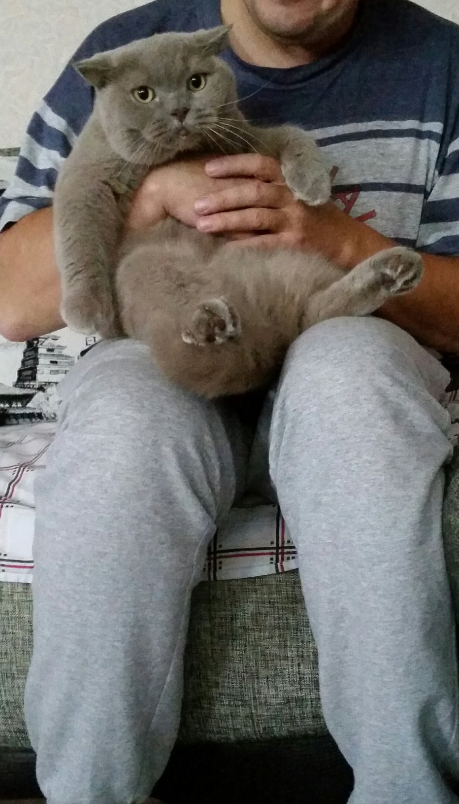 Маленький котик тепленький животик