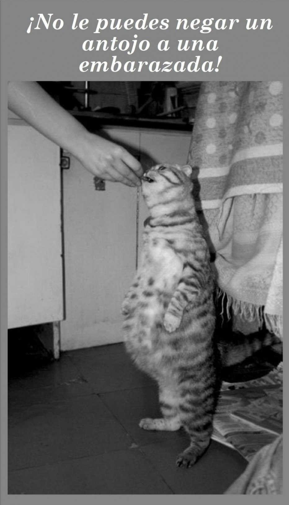 Смешные беременные кошки