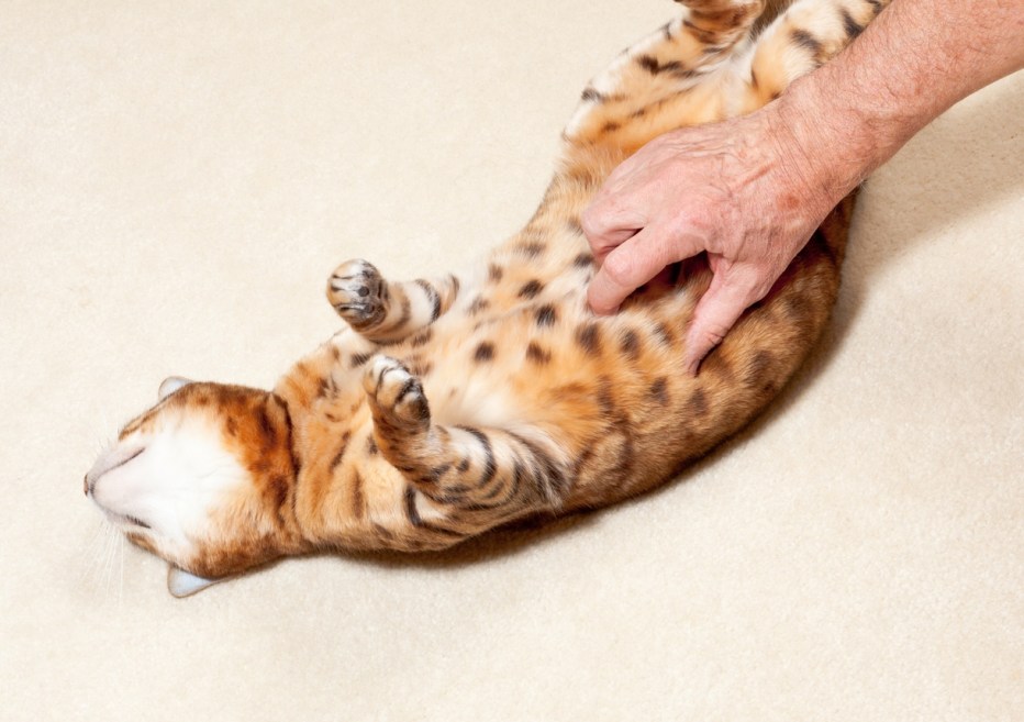 Массаж коту