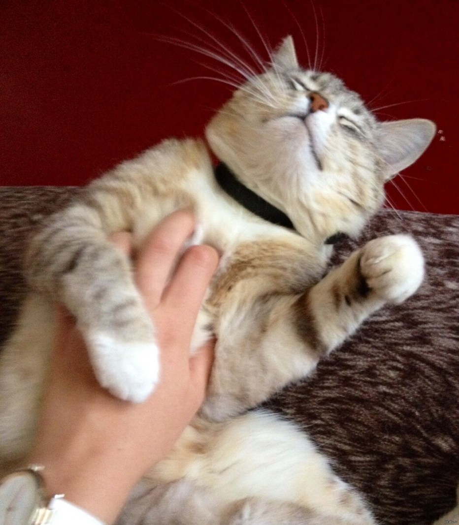 Котика гладят