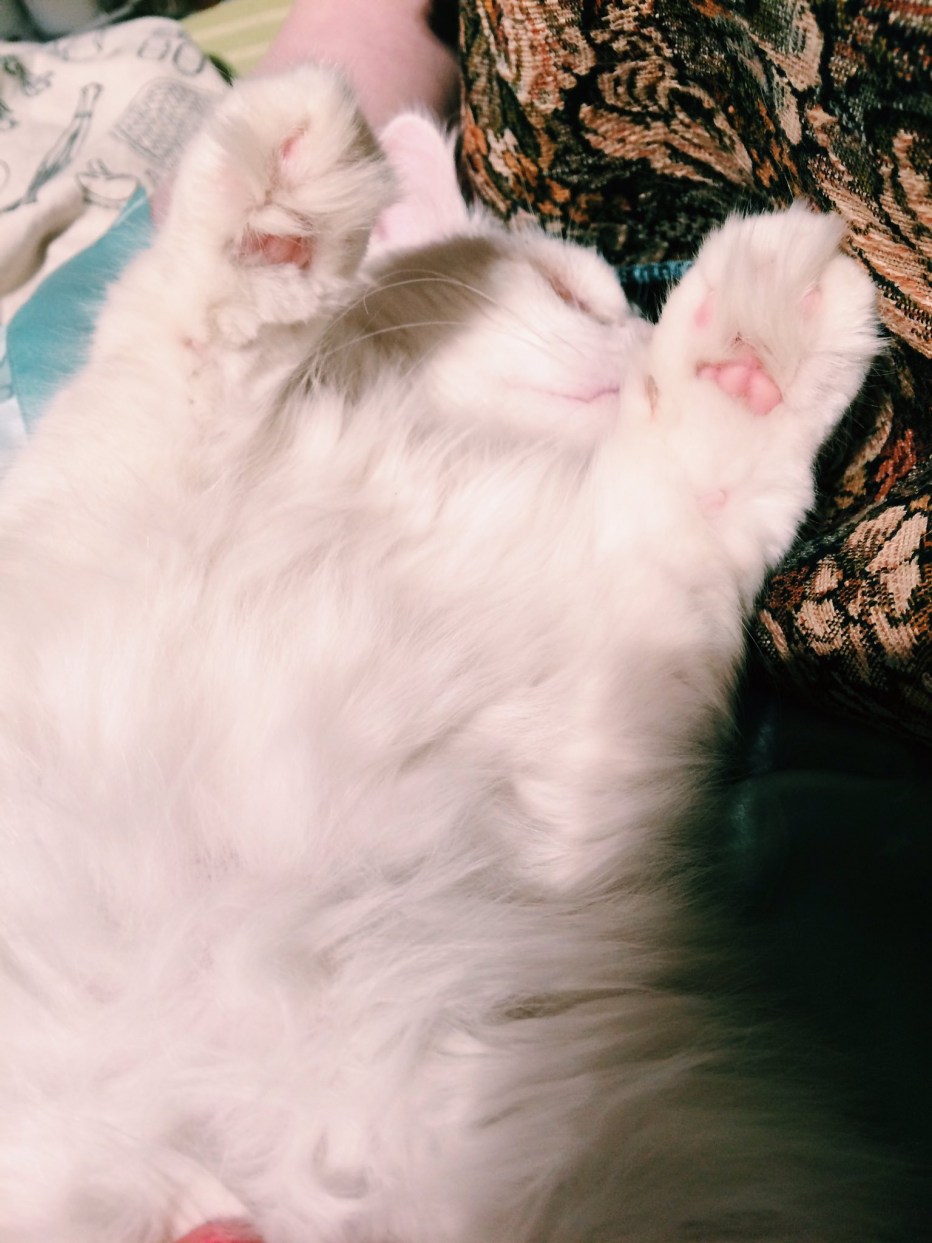 Котик пушистый животик