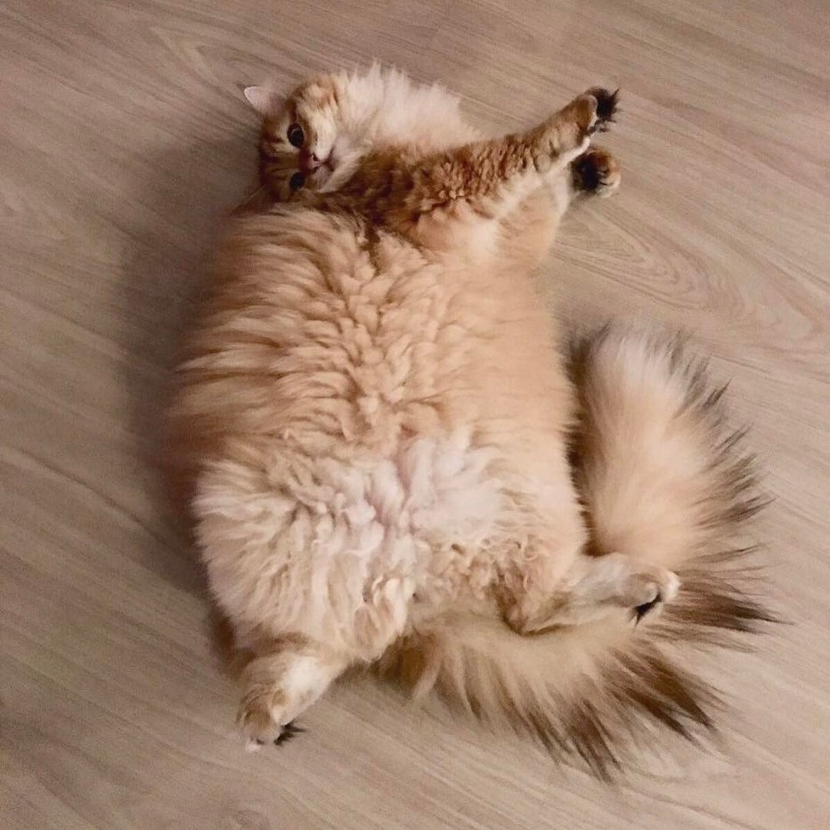 Котик пушистый животик