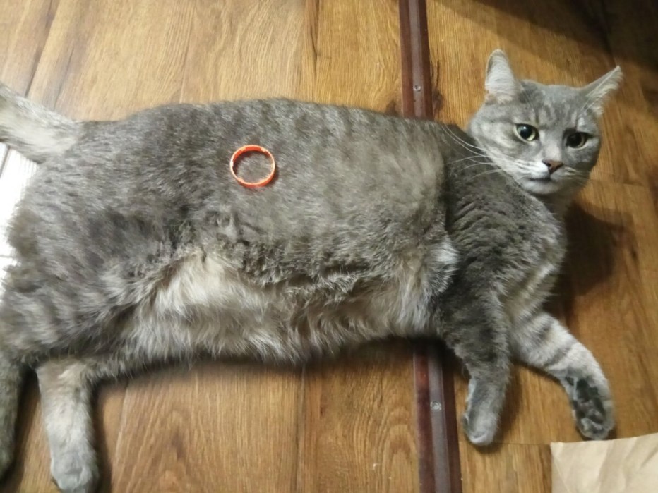 Коты с круглым животом