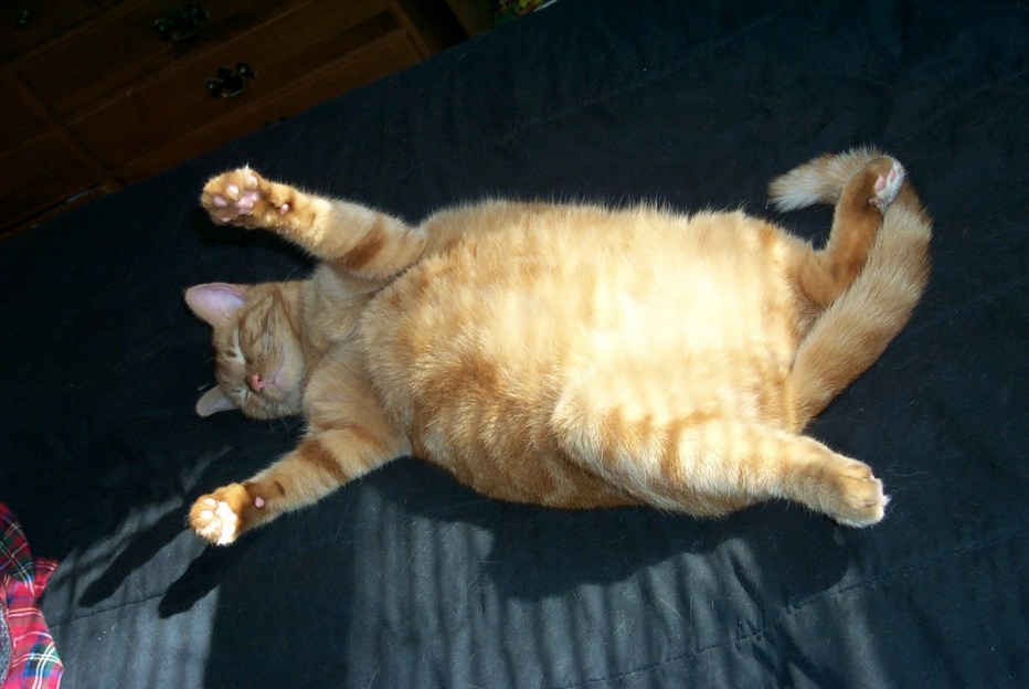 Котики толстые животики