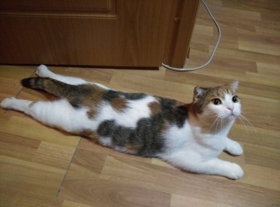 Котик лежит на животе