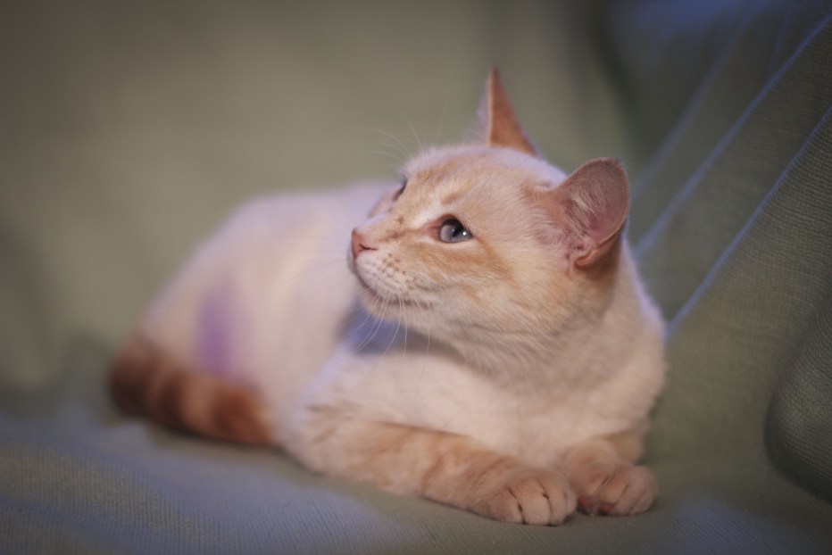 Сиамская кошка ред Пойнт