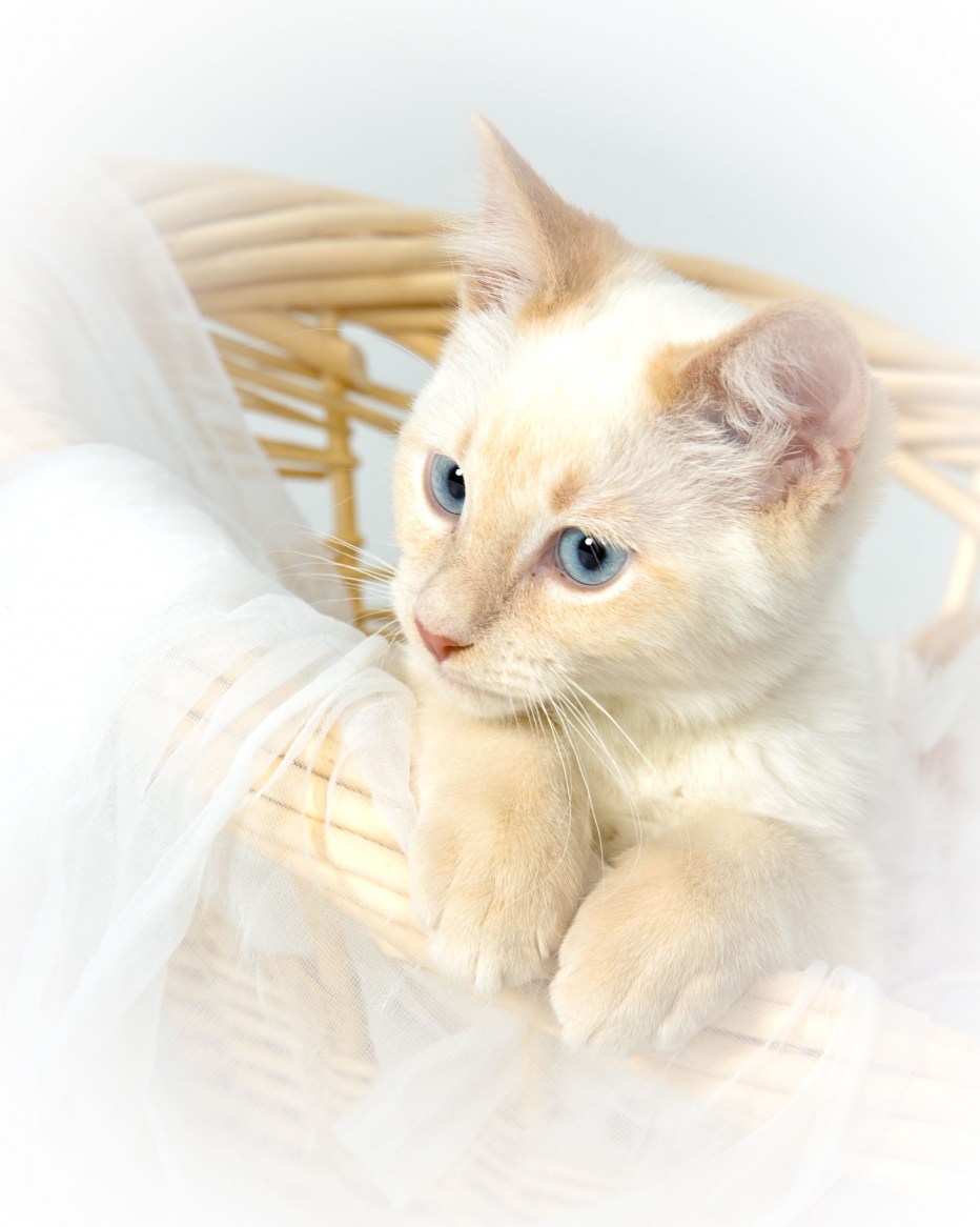 Ред поинт котенок