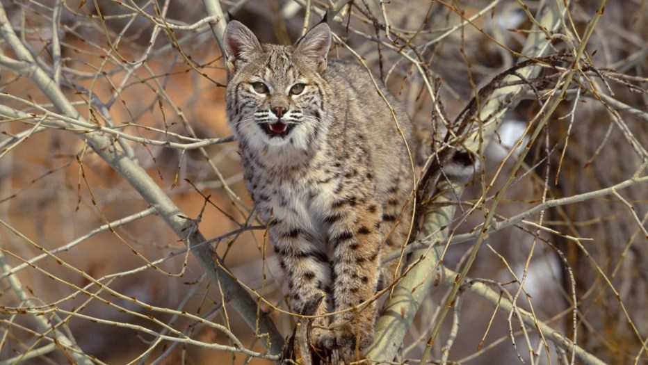 Рысь обыкновенная (Felis Lynx l.),