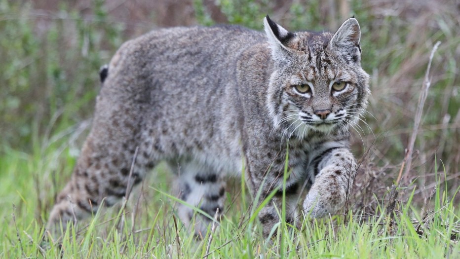 Рысь — Lynx Lynx
