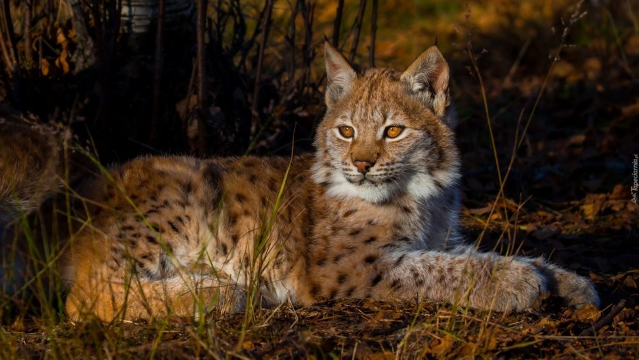 Рысь (Lynx Lynx) в дикой природе