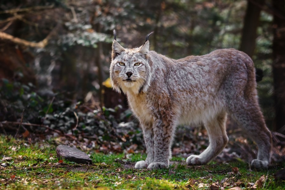 Рысь (Lynx Lynx) в дикой природе