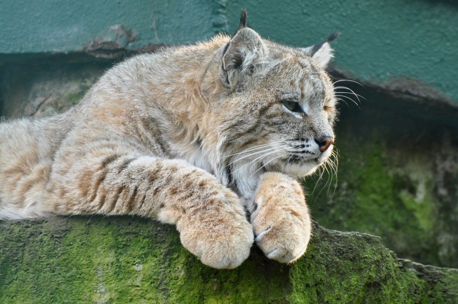 Кошка Рысь