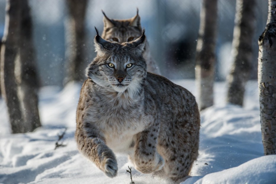 Lynx issiodorensis