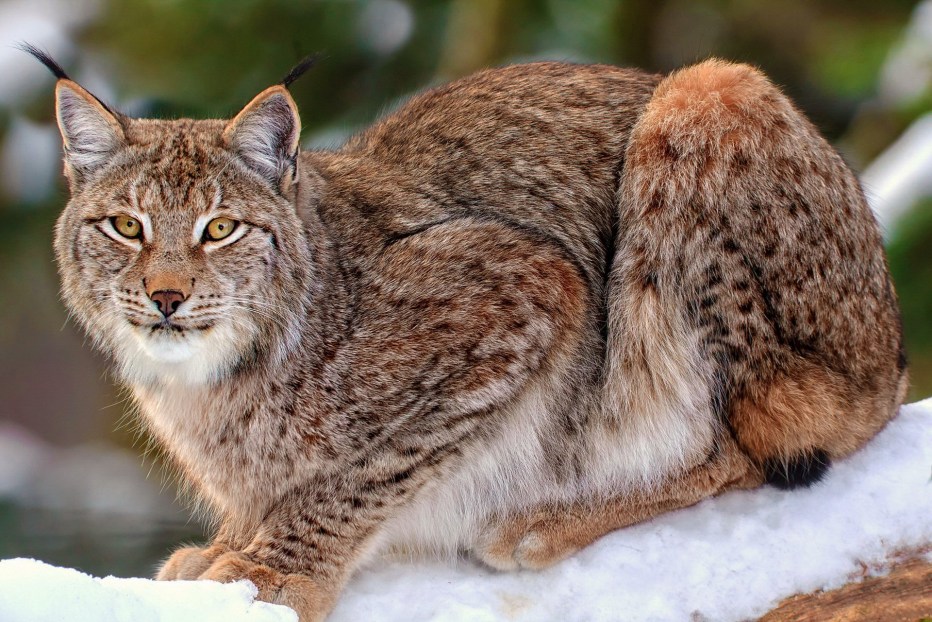 Сибирская Лесная кошка Рысь