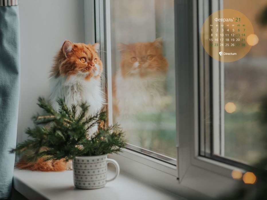 Кот на солнышке