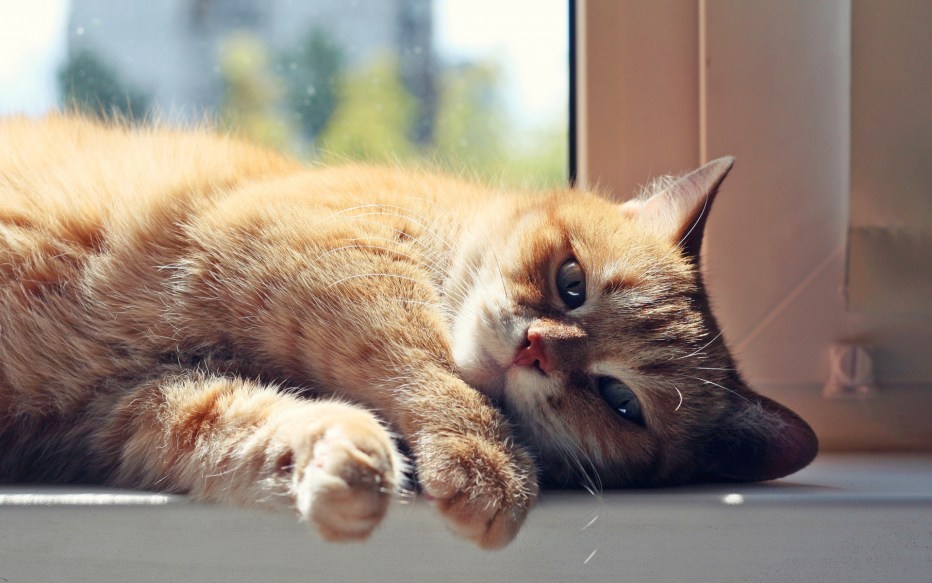 Котик на подоконнике
