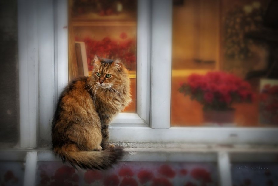 Кошка и цветок в горшке