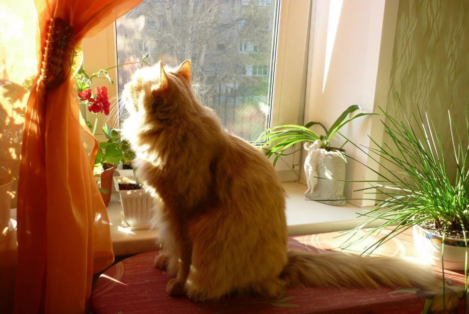 Рыжий кот на окне
