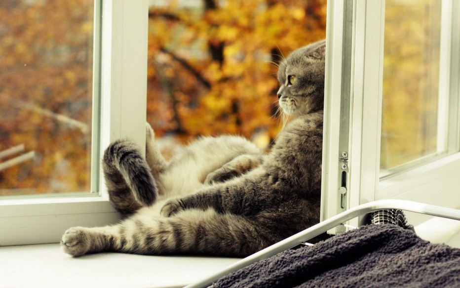 Кот на окне