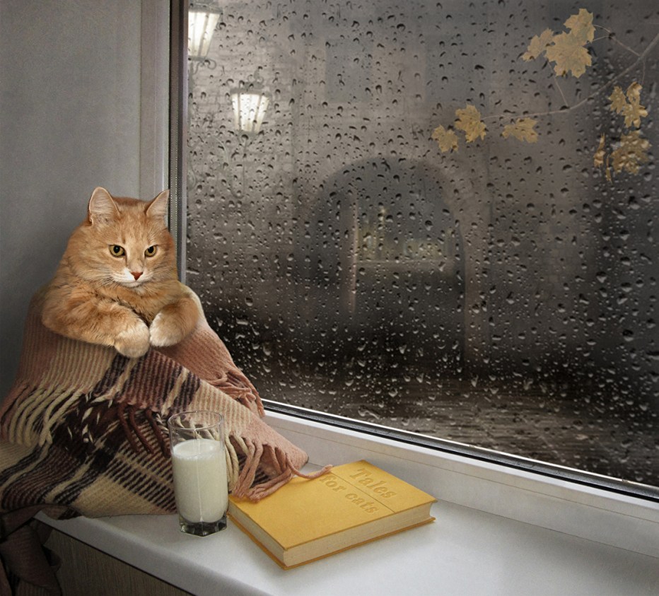 Кошка на подоконнике