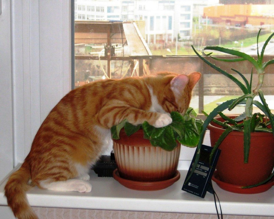 Кот на подоконнике