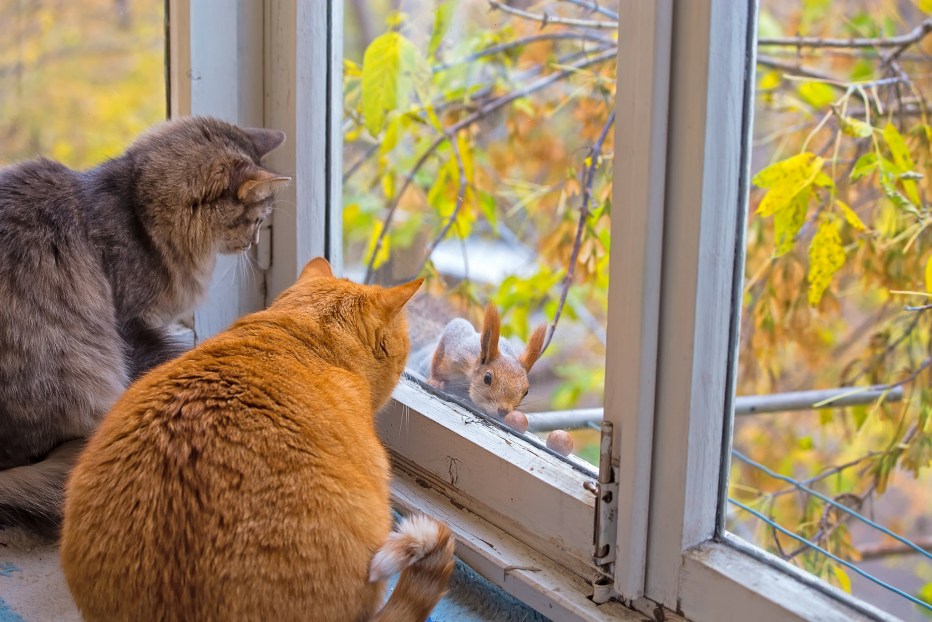 Кот в окошке