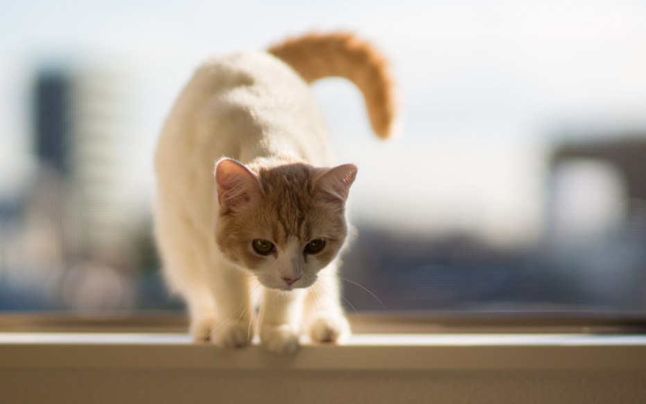 Окно с котами