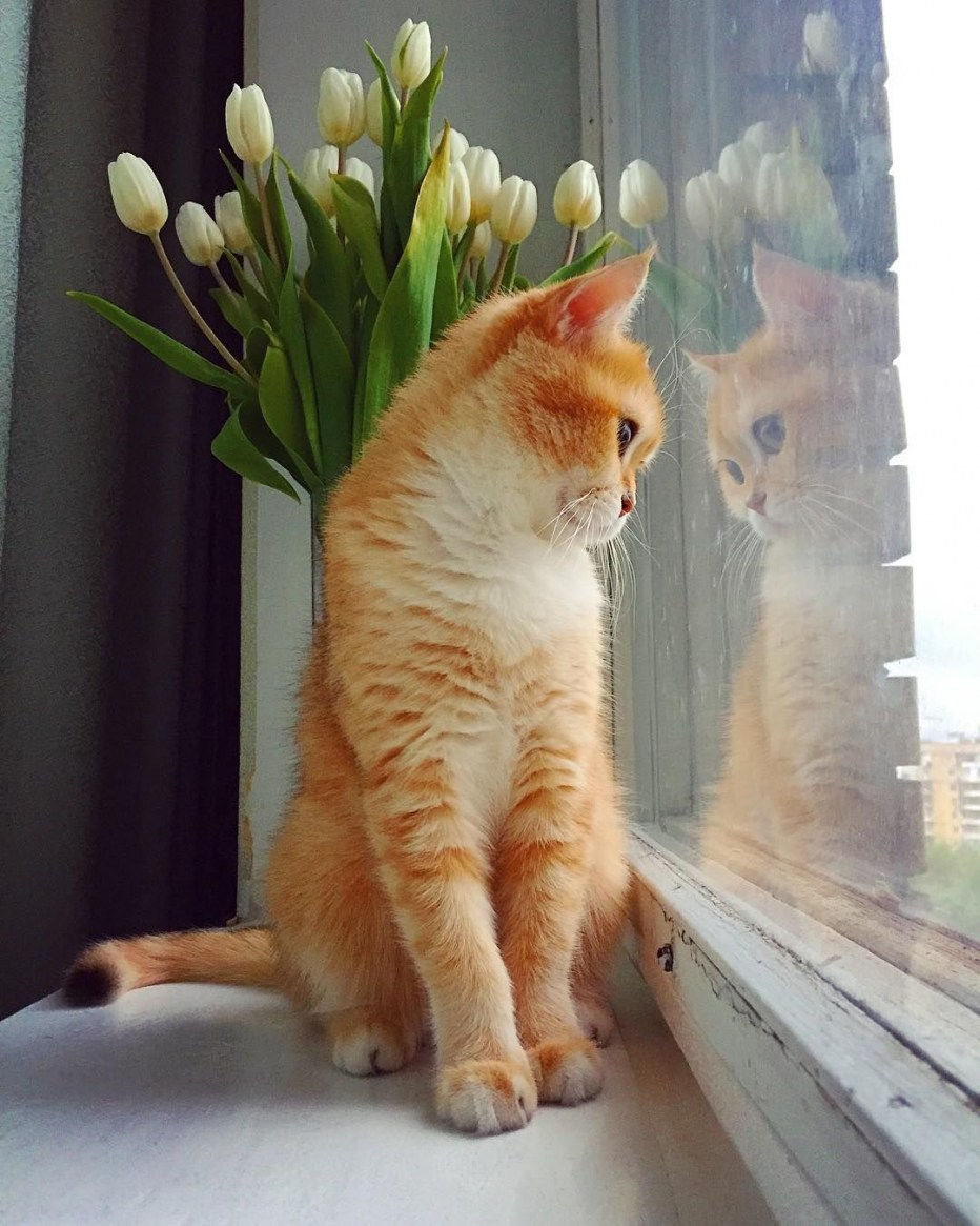 Рыжий котенок у окна