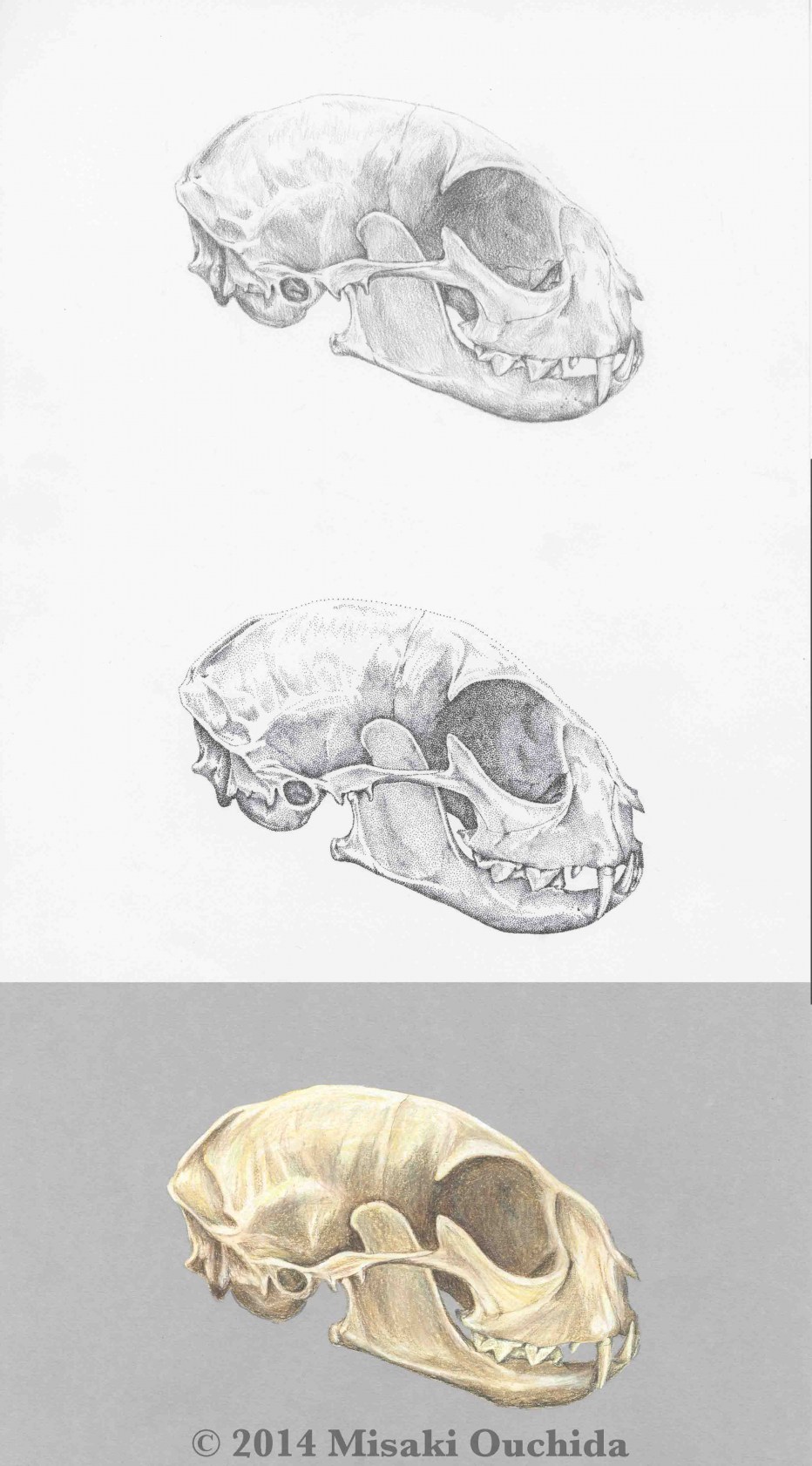 Череп кошки рисунок с подписями