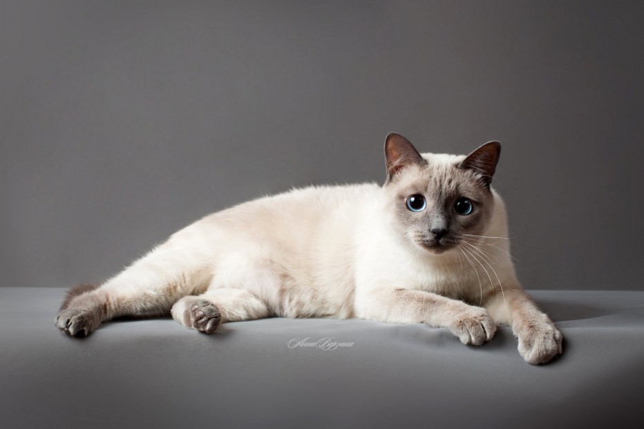 Тайваньская кошка - картинки и фото koshka.top