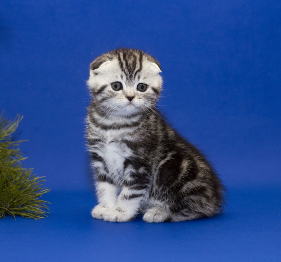 Шотландские котята скоттиш фолд