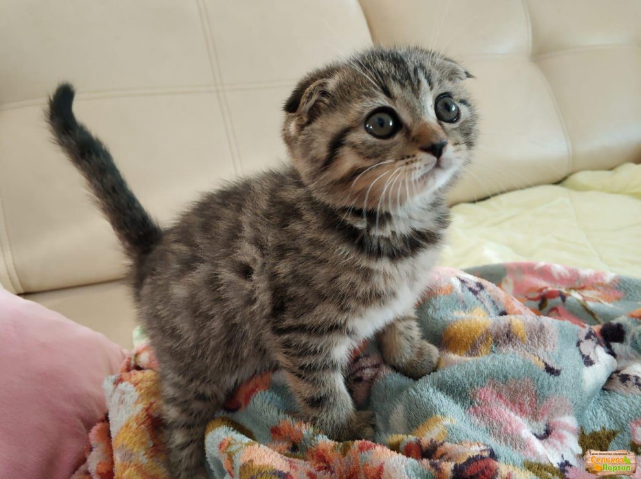 Шотландская вислоухая кошка вискас