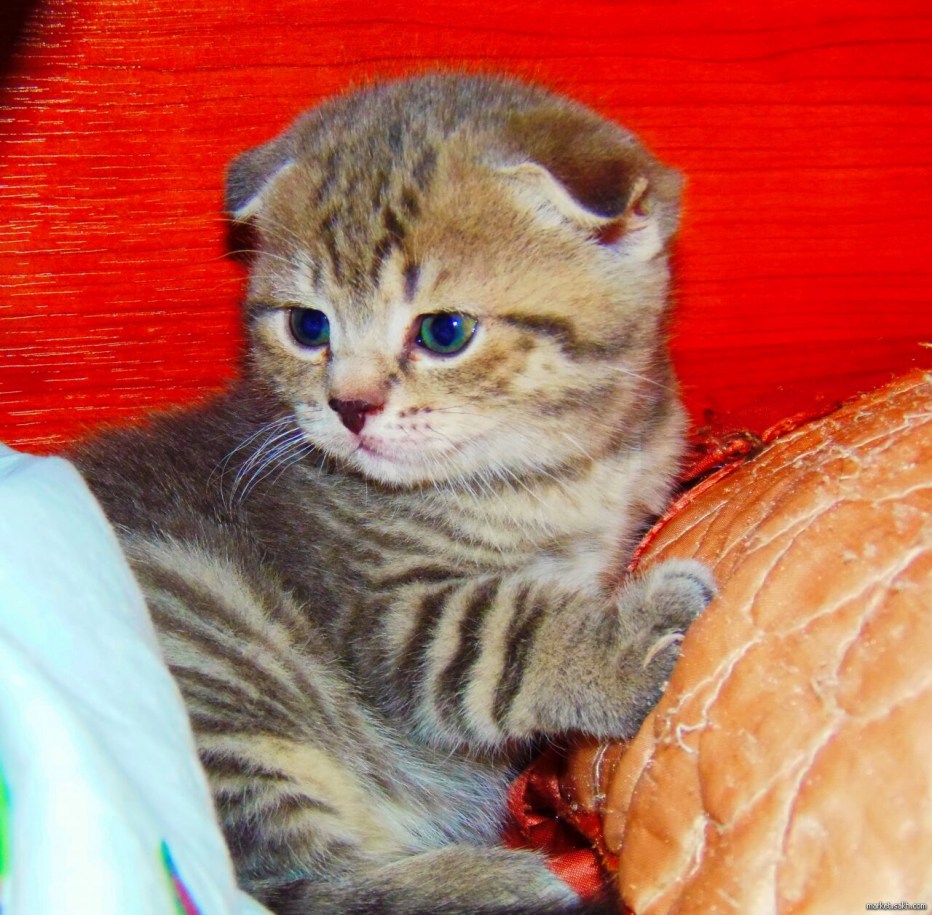 Скоттиш фолд серый полосатый