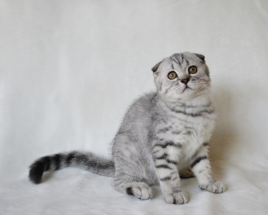 Шотландская вислоухая кошка вискас