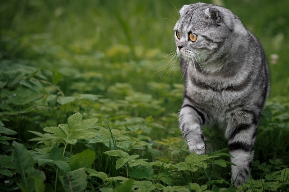 Шотландский вислоухий котенок Зозу ру