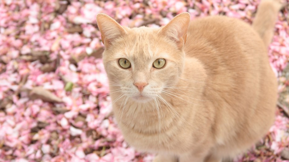Палевая кошка