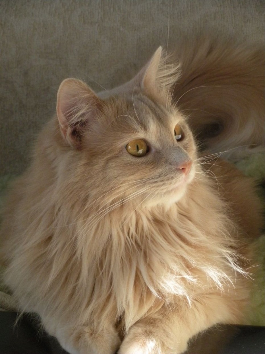 Сибирская кошка палевая