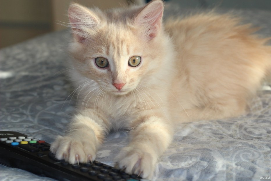 Котята персикового окраса
