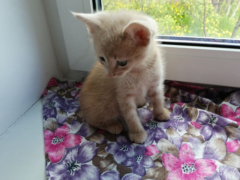 Персиковый котенок