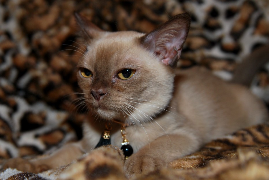Бурманская кошка