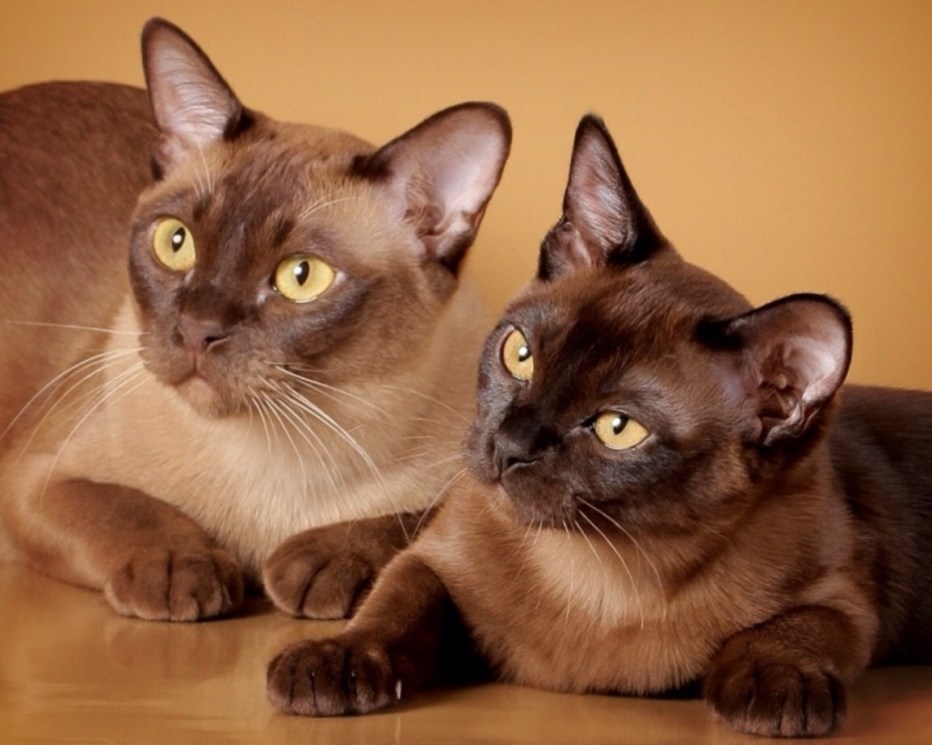 Бусманская кошкакошка