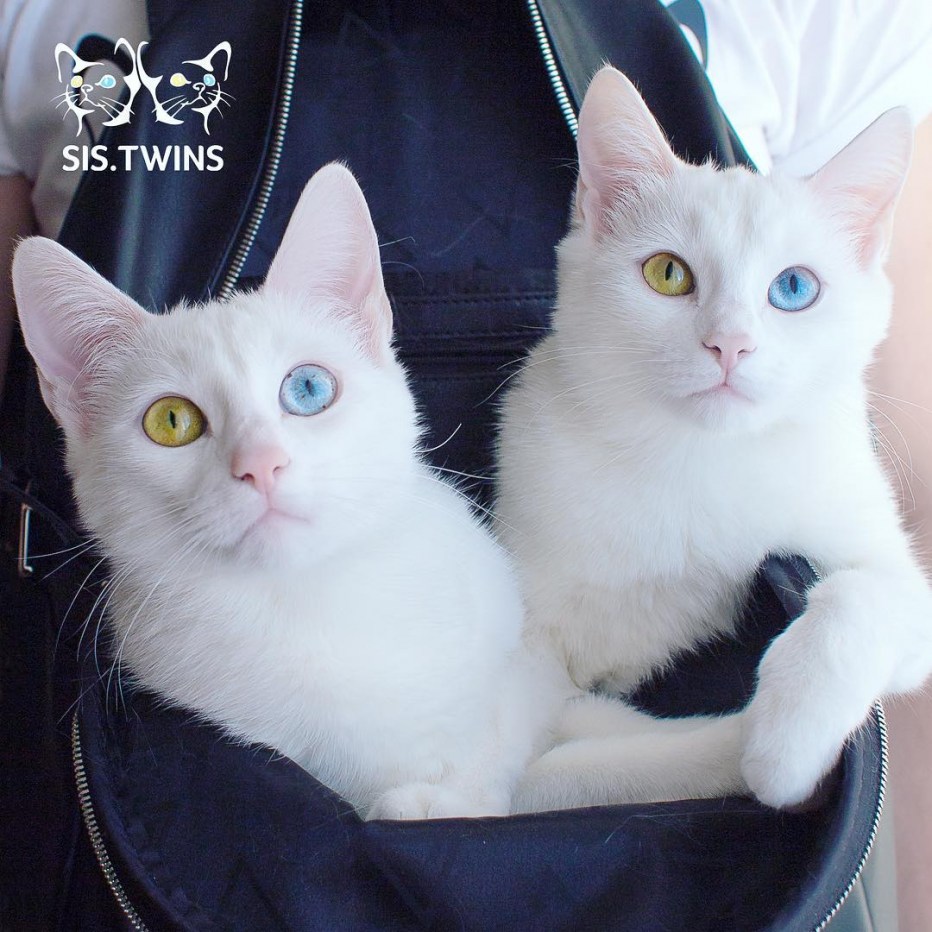 Sis Twins кошки