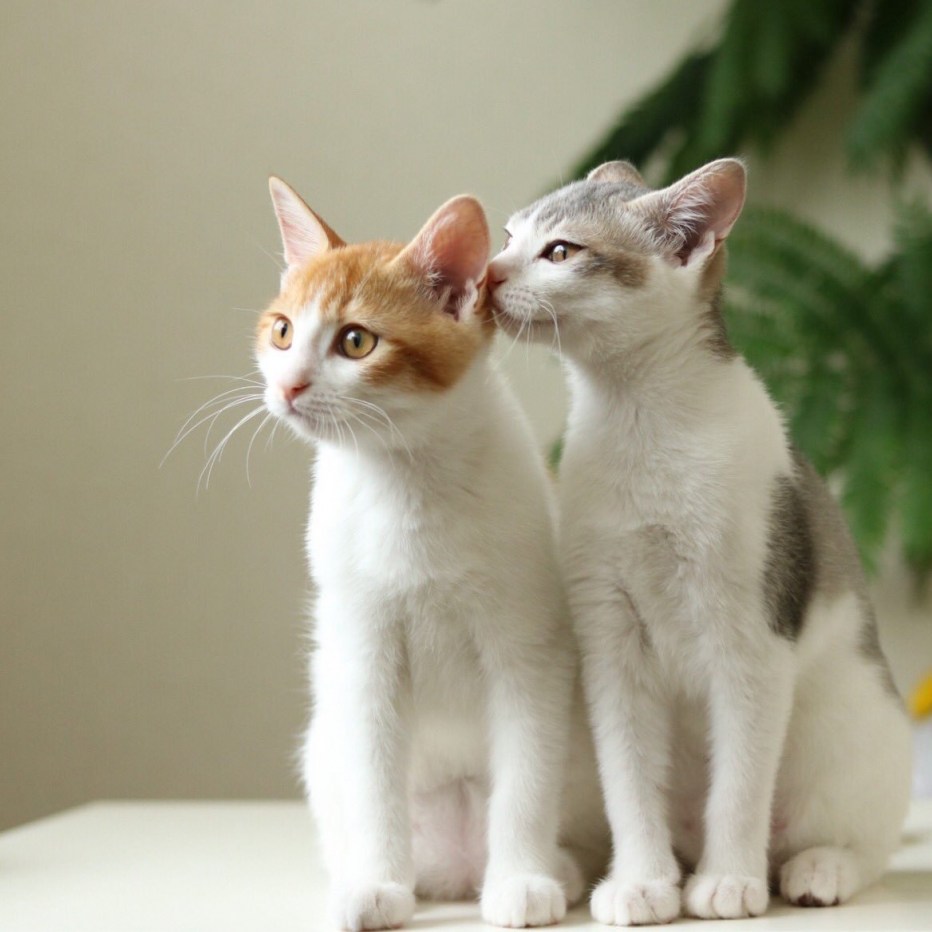 Коты близняшки