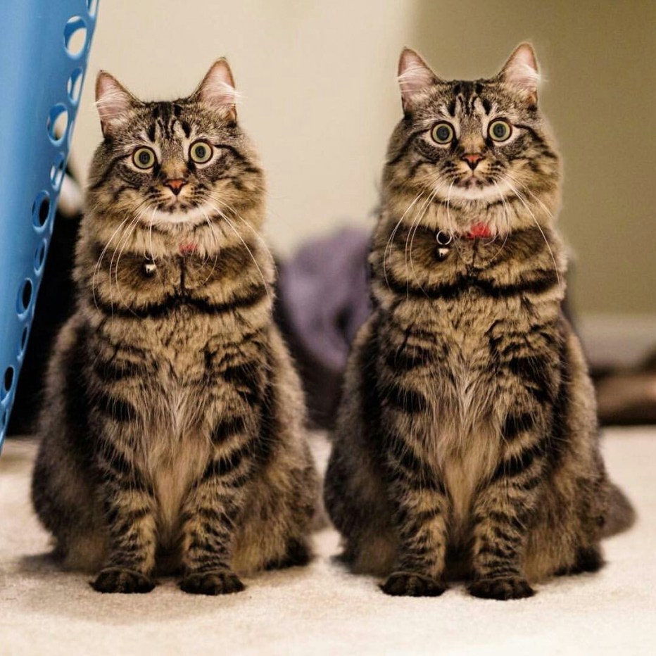 Одинаковые коты